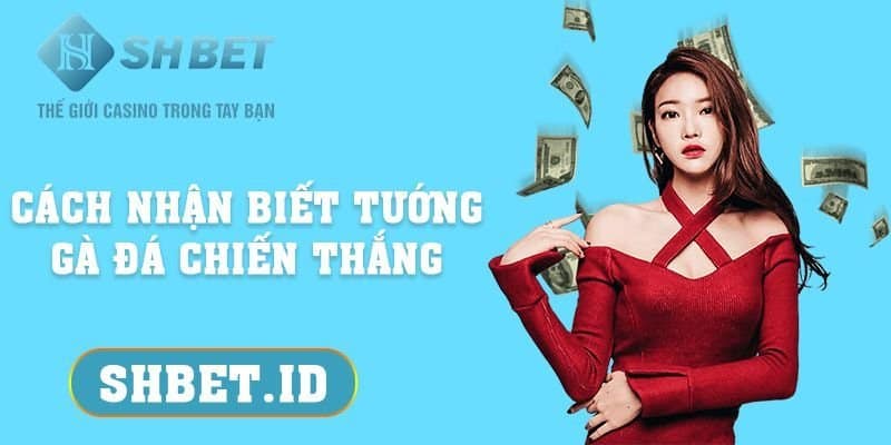 Cách nhận biết tướng gà đá chiến thắng từ cao thủ