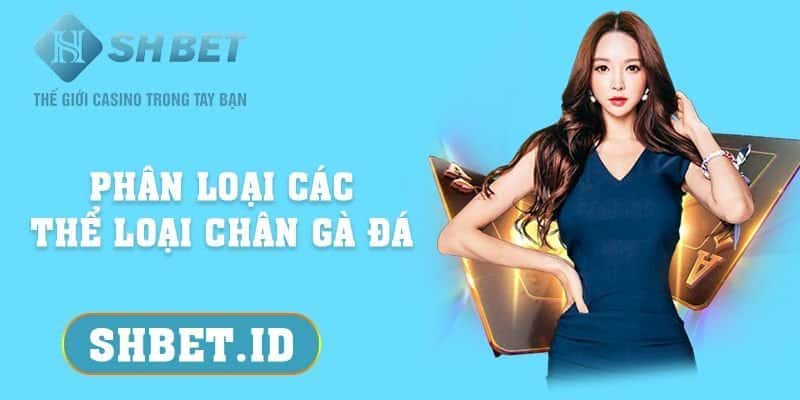 Cách nhận biết tướng gà đá chiến thắng từ cao thủ